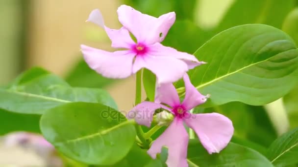 Catharanthus çevresi, Madagaskar Cezayir menekşesi, pembe salyangozu veya Meksika, özellikle de Champoton, Campeche ve Merida, mert olarak bilinen dogbane aile Apocynaceae türdür — Stok video