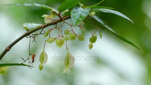 Begonia albo-picta. Begonie ist eine Gattung von mehrjährigen blühenden Pflanzen aus der Familie der Begonien. Begonien stammen aus feuchten subtropischen und tropischen Klimazonen. — Stockvideo