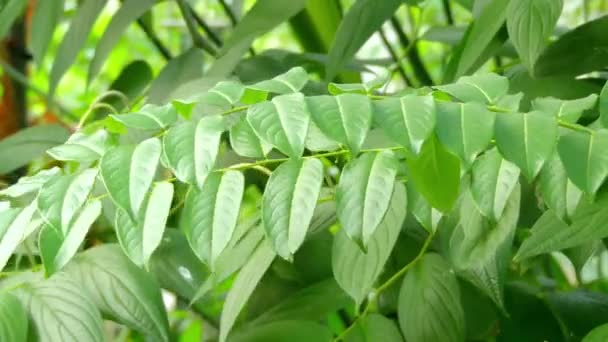 Otaheite bektaşi üzümü, starberry, bilinen Phyllanthus acidus, Orboroi, grosella, jimbilin, küçük hanım, karamay, layuan, bangkiling, cermai, Goanbil Phyllanthaceae ailesi. — Stok video