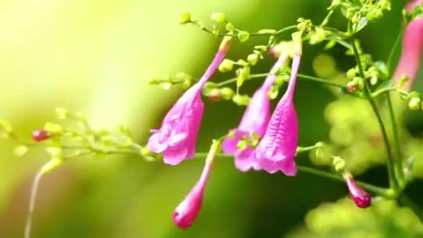 Стробилантес цистолитигера. Стробилантес - род около 350 видов цветковых растений семейства Acanthaceae, в Азию и Мадагаскар . — стоковое видео