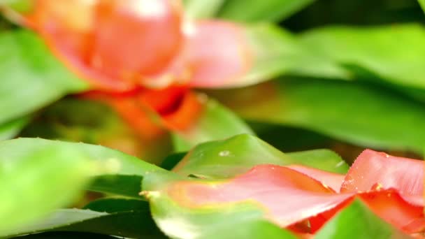 Fokus transfer: Neoregelia carolinae atau Blushing Bromeliad adalah spesies dalam genus Neoregelia. Hal ini dicatat untuk pusatnya berubah merah ketika itu akan bunga. Ini adalah endemik ke Brasil . — Stok Video