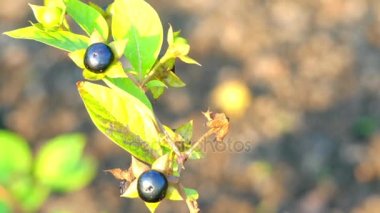 Güzelavrat otu veya güzelavrat, olarak bilinen Atropa belladonna itüzümü aile Solanaceae çok yıllık otsu bitki (rhizomatous hemicryptophyte) olduğunu.