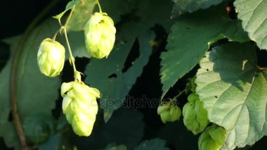 Şerbetçi otu (ortak hop veya atlama) Kendirgiller ailesindeki çiçekli bitki türüdür. Myrcene, humulene, xanthohumol, myrcenol, linalool, tanen ve reçine içeren.