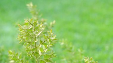 Kasap-süpürge bilinen Ruscus aculeatus, sert, omurga uçlu yaprak görünümünü vermek cladodes bilinen düz çekimleri ile düşük yaprak dökmeyen Avrasya funda var. Küçük çiçekler baharda görünür.