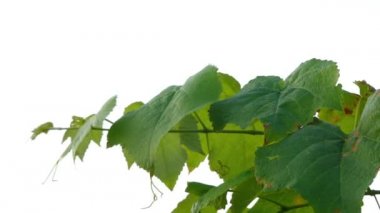 Vitis vinifera (ortak üzüm asma) familyasına ait Vitis, anavatanı Akdeniz bölgesi, Orta Avrupa ve Güneybatı Asya.