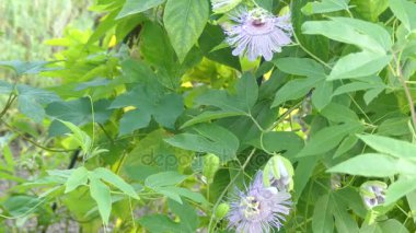 Passiflora incarnata, maypop, mor Çarkıfelek, gerçek Çarkıfelek, Zerdali ve vahşi tutku asma, bilinen hızlı büyüyen çok yıllık sarmaşık tırmanma veya kaynaklanıyor sondaki ile.