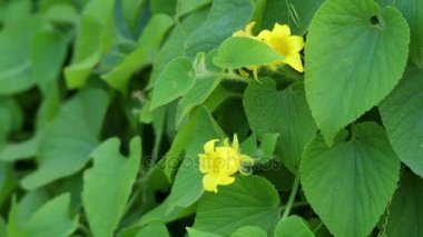 Thladiantha dubia, Mançu tubergourd, goldencreeper, yabani patates veya (Fransızca) thladianthe douteuse, fieldweed ve nadiren kullanılan kabakgiller ailesinin süs bitki.