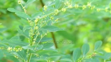 Securinega suffruticosa. Flueggea suffruticosa familyasından bir bitki ailesindeki Phyllanthaceae. Securinega suffruticosa bir merkezi sinir sistemi uyarıcı kabul alkaloid securinine içerir.