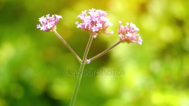 Verbena bonariensis (purpletop veya clustertop Mine çiçeği, Arjantinli Mine çiçeği, uzun ya da güzel verbena) yıllık veya otsu çok yıllık bitki ekili verbena ailesinin bir üyesidir.