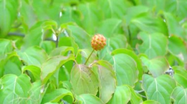 Cornus kousa Kore kızılcık, olarak da bilinir, küçük aile Kızılcıkgiller yaprak döken. Ortak adları Japon kızılcık, kousa ve kousa kızılcık içerir. Benthamia ve Cynoxylon kousa eş anlamlı olan.