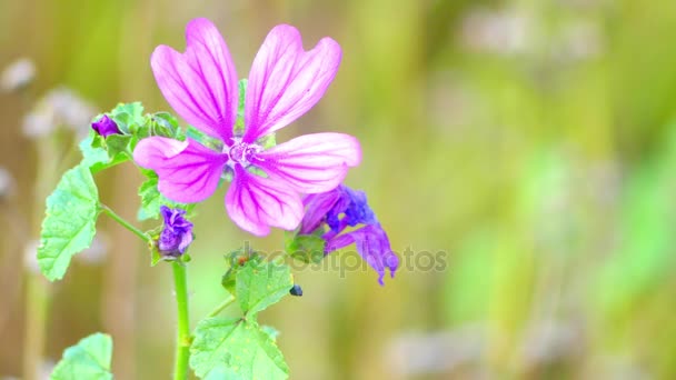 Malva sylvestris is species of mallow genus Malva in family of Malvaceae and is considered to be type species for genus. Known as common mallow to English-speaking Europeans. — Stock Video