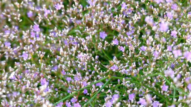 Kermek broadleaf (Limonium platyphyllum) es un género de plantas con flores perteneciente a la familia Plumbaginaceae. Descrita por primera vez por el botánico ruso Igor Alexandrovich Lynch en 1964 . — Vídeo de stock