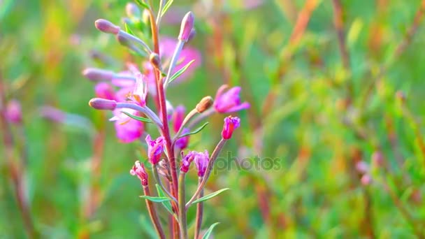 Epilobium fleischeri (dodonaei), beter bekend als Alpine Sphingidae, is kruidachtige vaste plant uit de familie van de Onagraceae. — Stockvideo