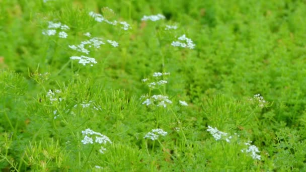 Scandix pecten-veneris (Hirtennadel, Venuskamm, Venusnadel) ist eine essbare Pflanze aus der Familie der Petersilie. Sie ist in Eurasien heimisch. — Stockvideo