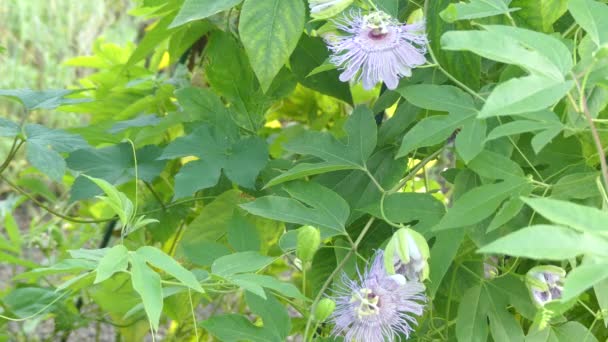Passiflora incarnata, umumnya dikenal sebagai maypop, bunga ungu penuh gairah, bunga semangat sejati, aprikot liar, dan pohon anggur liar, tumbuh cepat tanaman merambat abadi dengan memanjat atau mengikuti batang . — Stok Video