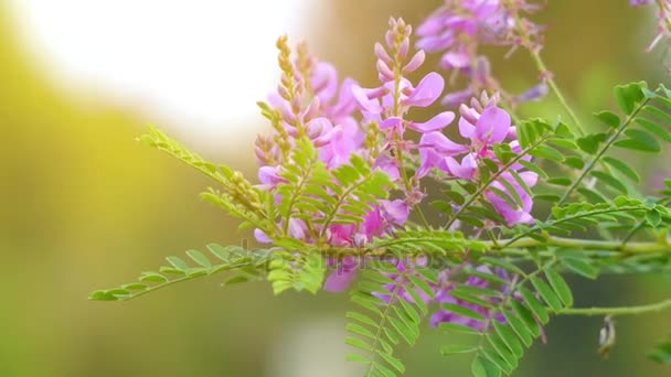 Indigofera heterantha (gerardiana), широко известный как гималайский индиго, является видом цветущего растения в семействе Fabaceae. Уроженец северо-западных Гималаев Тибета, в Азии . — стоковое видео