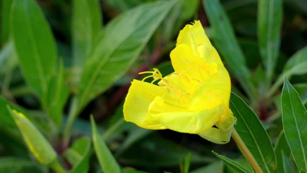 Oenothera macrocarpa, bigfruit evening primrose, Ozark sundrop, Missouri evening primrose, is perennial flowering plant in evening primrose family of genus Oenothera. It is native to United States. — Stock Video