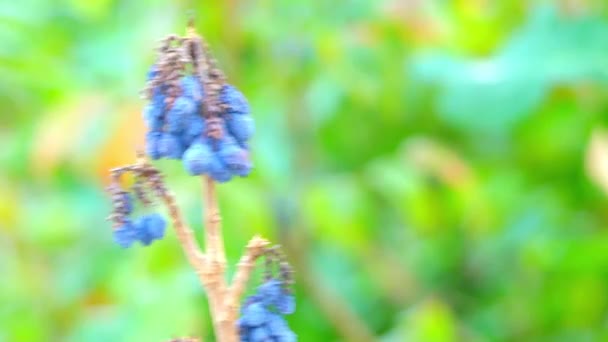 Mahonia aquifolium (Oregano-Traube oder Oregano-Traube) ist eine blühende Pflanze aus der Familie der Berberidagewächse, die im westlichen Nordamerika beheimatet ist.. — Stockvideo