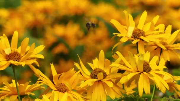 Heliopsis helianthoides scabra es una especie de planta con flores perteneciente a la familia Asteraceae. . — Vídeo de stock