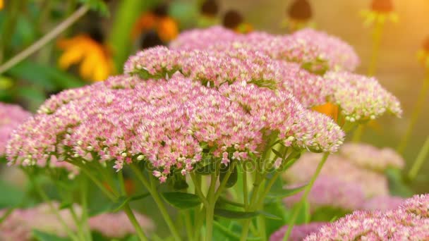 Sedum telephium, gyakran nevezik Hylotelephium telephium, Varjúháj, livelong, békák-gyomor, Johnny, harping witchs pénzeszsákok zamatos a család Crassulaceae natív Eurázsia talajtakaró évelő növények. — Stock videók