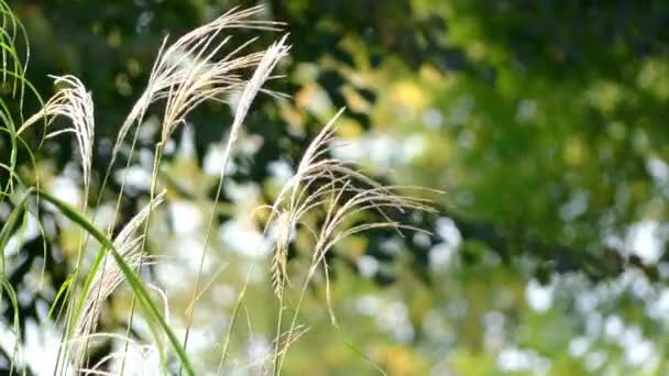 Schorren pectinata is soort van de cordgrass bekend door gemeenschappelijke namen prairie cordgrass, zoetwater cordgrass, hoge marshgrass en sloughgrass. Het komt van nature voor een groot deel van Noord-Amerika. — Stockvideo