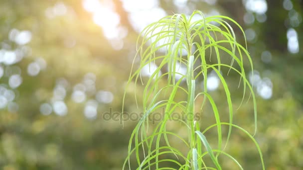 Helianthus salicifolius - североамериканский вид подсолнечника, известный под общим названием иволистный подсолнечник. Происходит из центральной части США, в основном на Великих равнинах и плато Озарк. . — стоковое видео