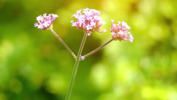 马鞭 （purpletop 或 clustertop 的马鞭草，阿根廷的马鞭草，高或漂亮的马鞭草） 是为开花年度或草本多年生的植物栽培的马鞭草家族的成员. — 图库视频影像