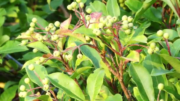 Stranvaesia davidiana, fotinia china, es una especie de arbusto cultivado como planta ornamental. Sus flores son blancas y crecen en racimos cercanos, seguidas de pequeños frutos de domo. . — Vídeo de stock