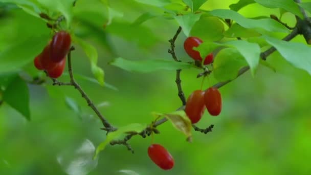 Cornus mas (carneool kersen, Gele kornoelje of Cornelian cherry kornoelje) is een geslacht van bedektzadigen in kornoelje familie Kornoeljefamilie, inheems in Zuid-Europa. — Stockvideo