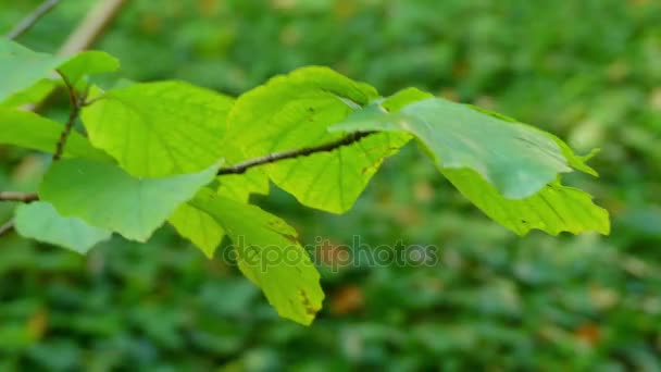 Fothergilla stora (monticola) (stor häxa alder, berget häxa alder) är växtart i släktet Fothergilla, familj Hamamelidaceae. — Stockvideo