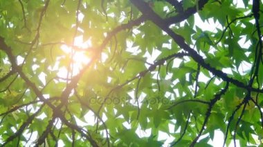 Liquidambar styraciflua, Amerikan sığla ağacı, tatlı sakız, tatlı-sakız (tatlı sakız), ela çam, Amerikan-storax, bilsted, kırmızı-sakız, saten-ceviz, yıldız yapraklı sakız ya da timsah-ahşap, cins Liquidambar denilen