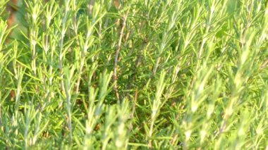 Rosmarinus officinalis, biberiye bilinen odunsu, çok yıllık bitki kokulu, yaprak dökmeyen, iğne gibi yaprakları, Akdeniz bölgesine yerli ile kullanılmaktadır. Nane ailesinin Ballıbabagiller üyesi olan.
