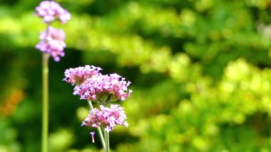 Verbena bonariensis (purpletop veya clustertop Mine çiçeği, Arjantinli Mine çiçeği, uzun ya da güzel verbena) yıllık veya otsu çok yıllık bitki ekili verbena ailesinin bir üyesidir.
