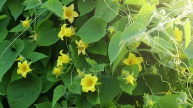 Thladiantha dubia, Mançu tubergourd, goldencreeper, yabani patates veya (Fransızca) thladianthe douteuse, fieldweed ve nadiren kullanılan kabakgiller ailesinin süs bitki.