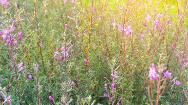 Alp Willowherb bilinen Epilobium fleischeri (dodonaei), otsu bitki Onagraceae ailesine ait olduğunu.