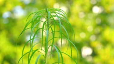 Gündöndü salicifolius Kuzey Amerika ortak adı willowleaf ayçiçeği tarafından bilinen ayçiçeği türüdür. Merkezi Amerika Birleşik Devletleri'nde, öncelikle Great Plains ve Ozark yayla'e.