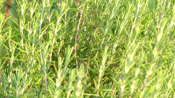 Rosmarinus officinalis, 로즈마리로 일반적으로 알려진 향기, 상록, 바늘 모양의 잎, 지중해 지역에 고유 나무가 우거진, 다년생 허브 이다. 꿀풀과 박하 가족의 일원 이다. — 비디오