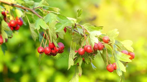 Głóg jednoszyjkowy, znany jako wspólnej hawthorn lub pojedynczą głogu. Inne nazwy zwyczajowe to maja,: głożyna, bodlak, jaworek, głóg, motherdie i haw. — Wideo stockowe