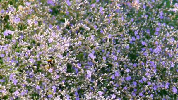 Kermek broadleaf (Limonium platyphyllum) è un genere di piante bipartite della famiglia delle plumbaginaceae (Plumbaginaceae). Descritto per la prima volta dal botanico russo Igor Alexandrovich Lynch nel 1964 . — Video Stock