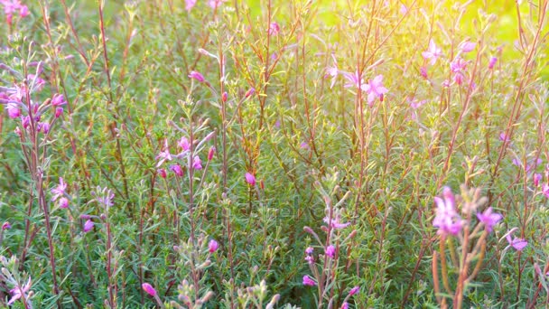 Epilobium fleischeri (dodonaei), commonly known as Alpine Willowherb, is herbaceous perennial plant belonging to Onagraceae family. — Stock Video