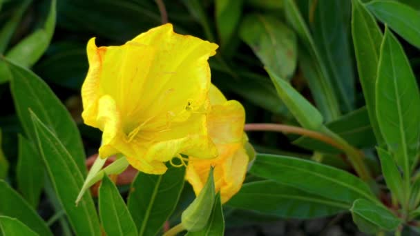 Oenothera macrocarpa, Bigfruit Nachtkerze, Ozark Sundrop, Missouri Nachtkerze, ist eine mehrjährige Blütenpflanze in der Familie der Nachtkerzen der Gattung oenothera. Es ist in den Vereinigten Staaten heimisch. — Stockvideo