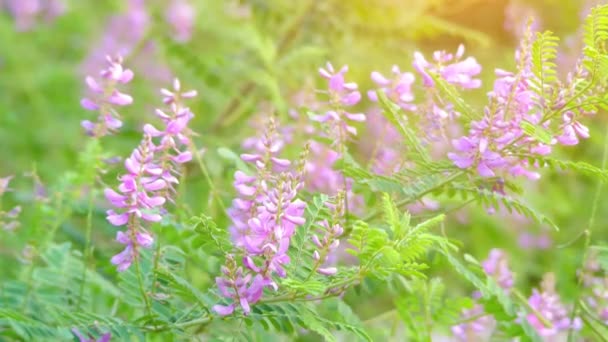 Heterantha 木 (gerardiana)，俗称喜马拉雅靛蓝，是豆科的开花植物物种。它是原产于喜马拉雅山的藏西北，在亚洲. — 图库视频影像