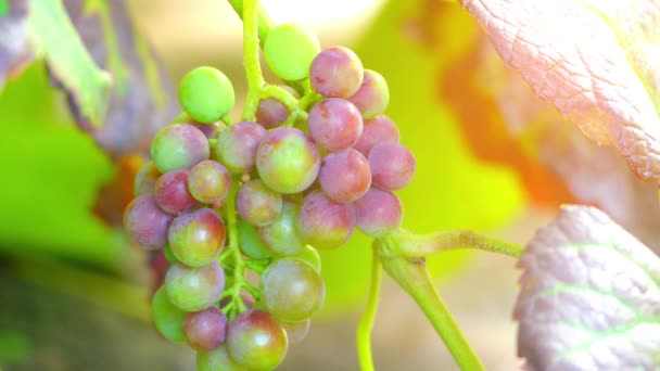 Vitis vinifera (Vanligt druvavine) är arter av Vitis, infödda till Medelhavsområdet, centrala Europa och sydvästra Asien. — Stockvideo