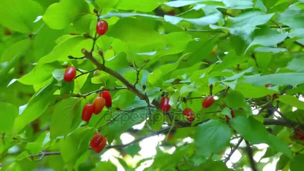 Cornus mas (Cornelian cherry, European cornel o Cornelian cherry dogwood) es una especie de planta con flores perteneciente a la familia Cornaceae. . — Vídeos de Stock