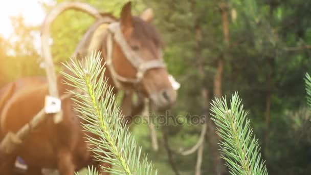 Transfert focus : cheval de baie, attelé à une charrette en bois sur fond de campagne verdoyante estivale . — Video