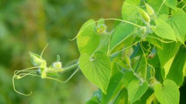 Thladiantha dubia, Mançu tubergourd, goldencreeper, yabani patates veya (Fransızca) thladianthe douteuse, fieldweed ve nadiren kullanılan kabakgiller ailesinin süs bitki.
