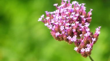 Verbena bonariensis (purpletop veya clustertop Mine çiçeği, Arjantinli Mine çiçeği, uzun ya da güzel verbena) yıllık veya otsu çok yıllık bitki ekili verbena ailesinin bir üyesidir.