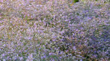 Kermek geniş yapraklı (Limonium platyphyllum) önerebilirim bitki cins Kermek aile plumbaginaceae (Plumbaginaceae) olduğunu. İlk olarak 1964 yılında Rus botanist Igor Aleksandroviç Lynch tarafından açıklanan.