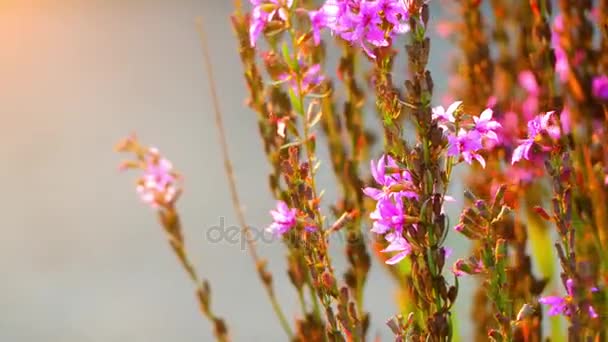 Réti füzény (purple loosestrife), virágzó növény tartozó családi Lythraceae. Egyéb nevek közé tartozik, tüskés loosestrife, vagy lila füzény. — Stock videók