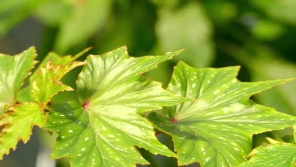 Begonia deliciosa. Begonia is genus of perennial flowering plants in family Begoniaceae. Begonias are native to moist subtropical and tropical climates. — Stock Video
